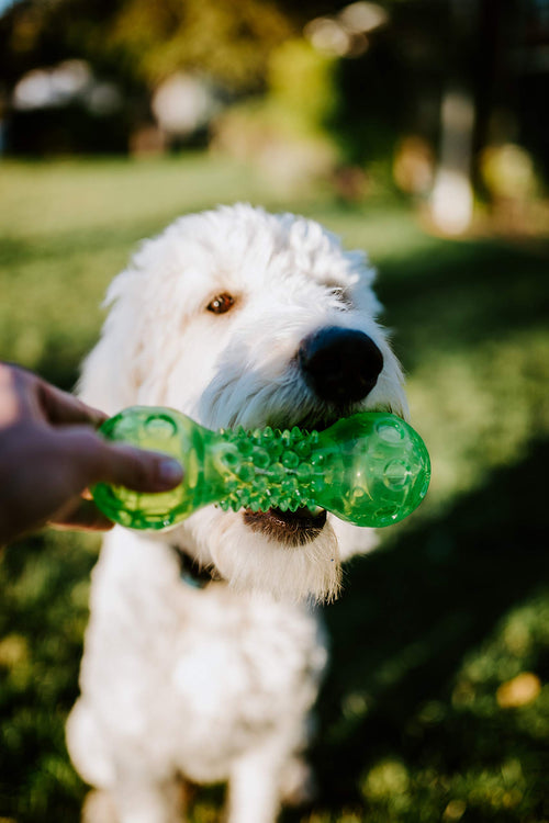 Hyper Pet Dura-Squeaks Stick Dog Toy, Large, Green